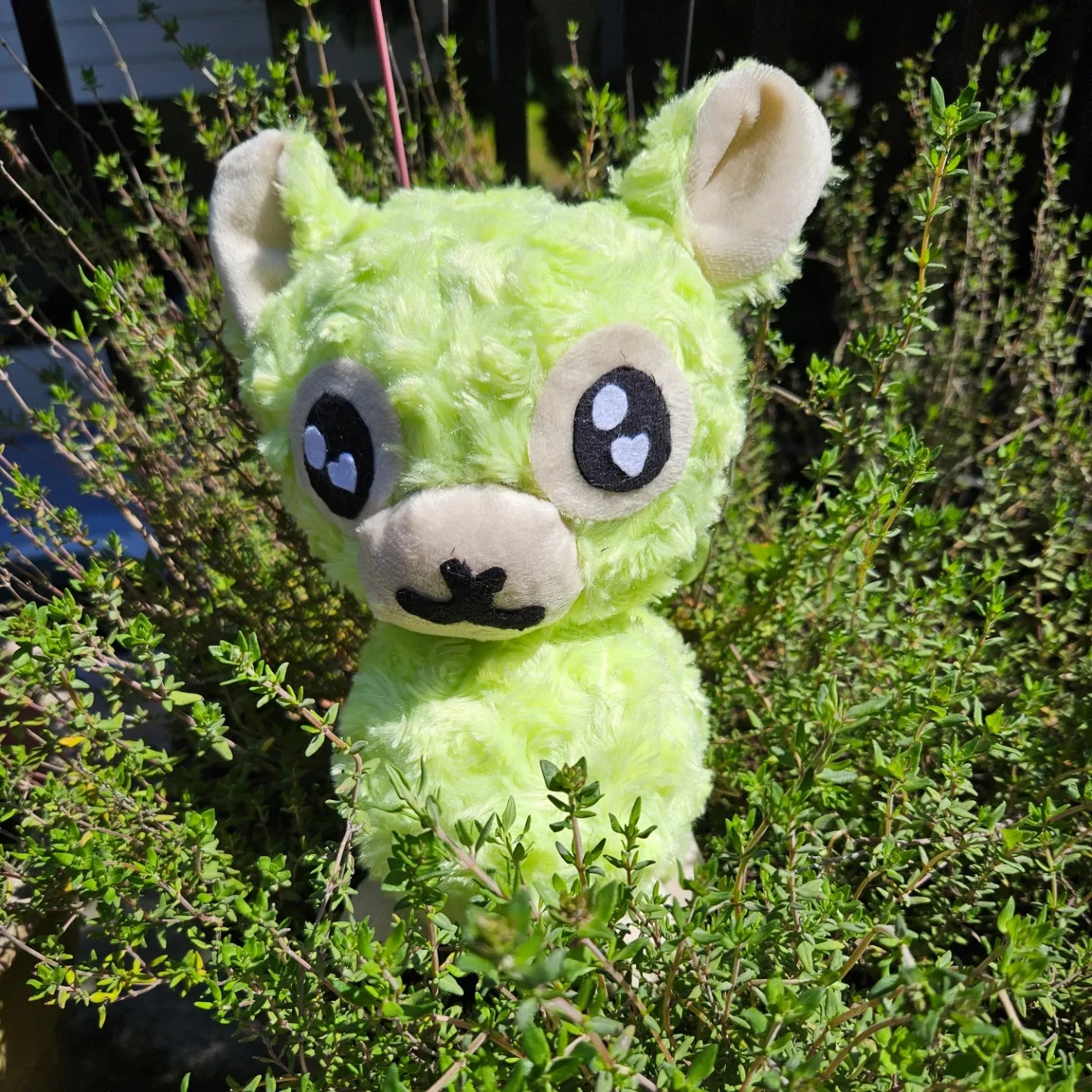 Twix the Alpaca
