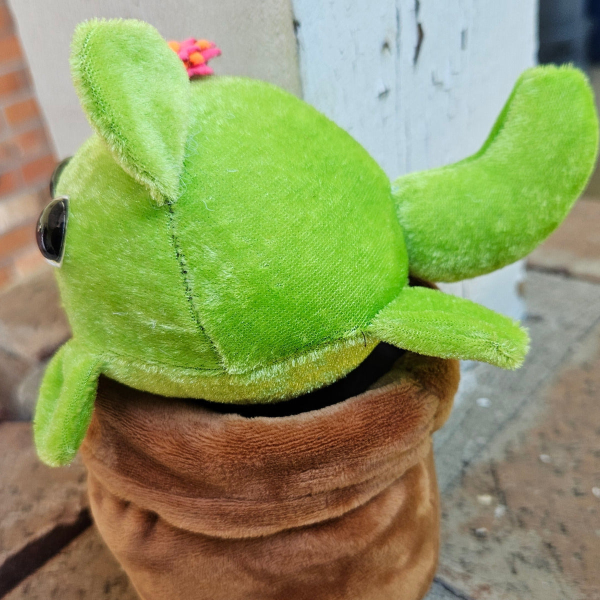 tail showing on cactus cat in a pot